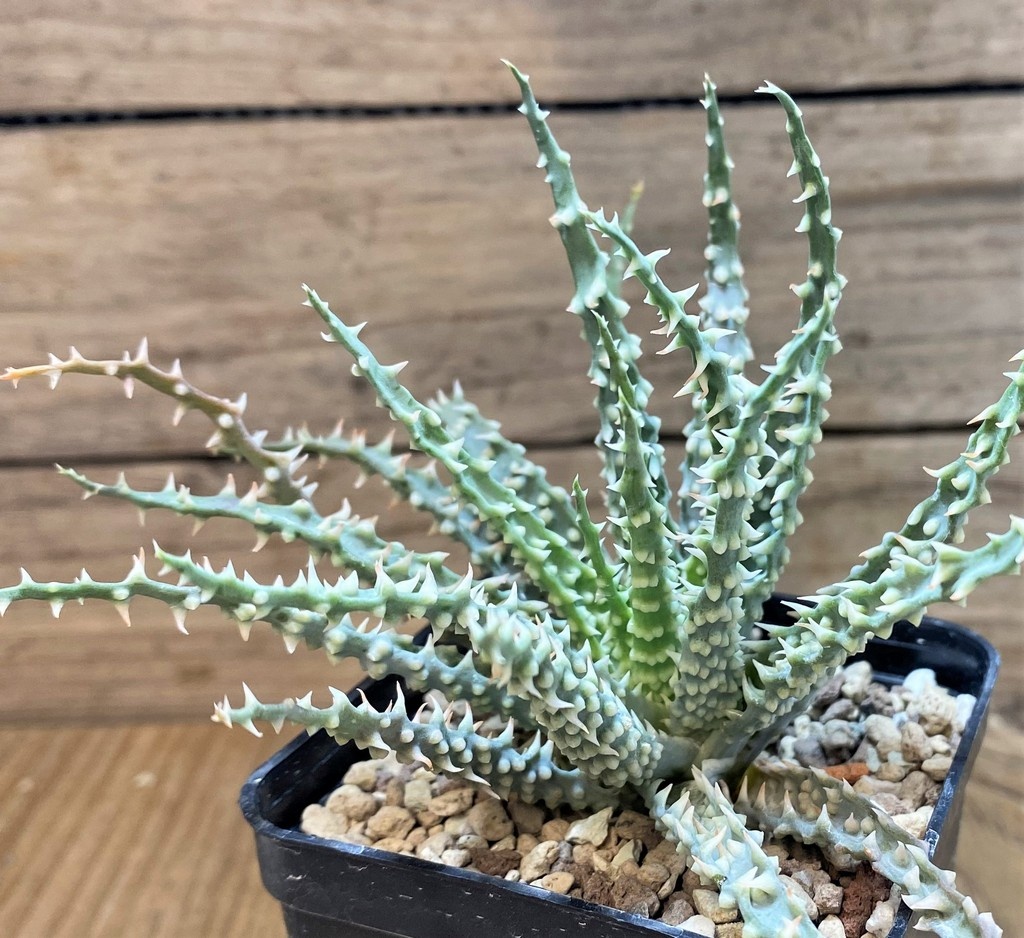 SH21206 Aloe humilis - Image 3