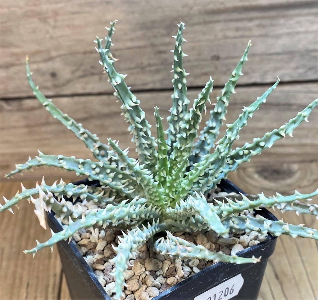 SH21206 Aloe humilis