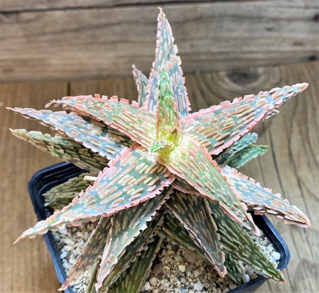 SH14685 Aloe TCT hybrid EN 54 - Image 3