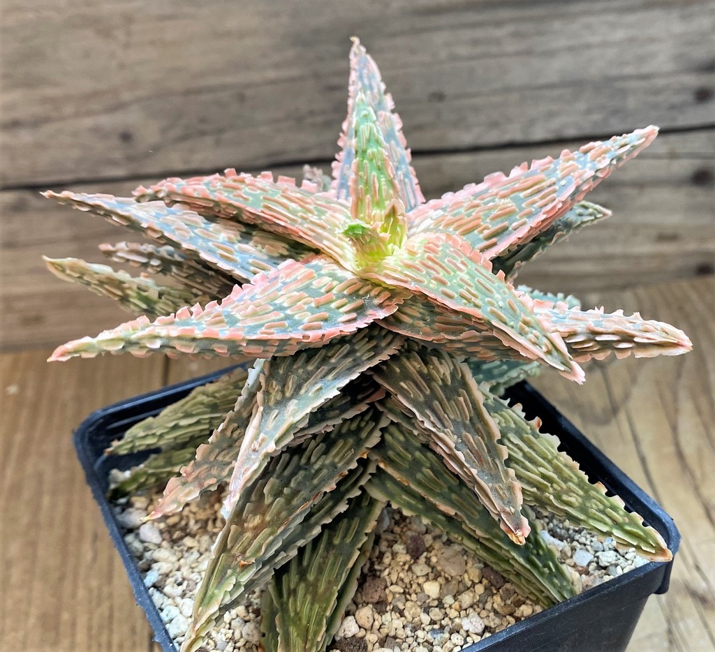 SH14685 Aloe TCT hybrid EN 54 - Image 2