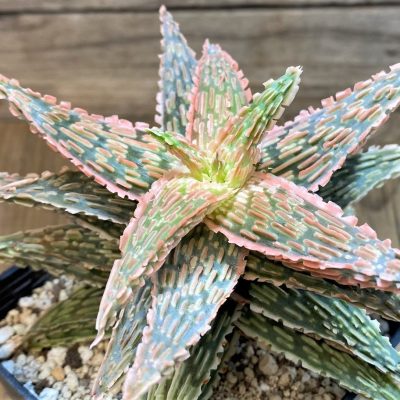 SH14685 Aloe TCT hybrid EN 54