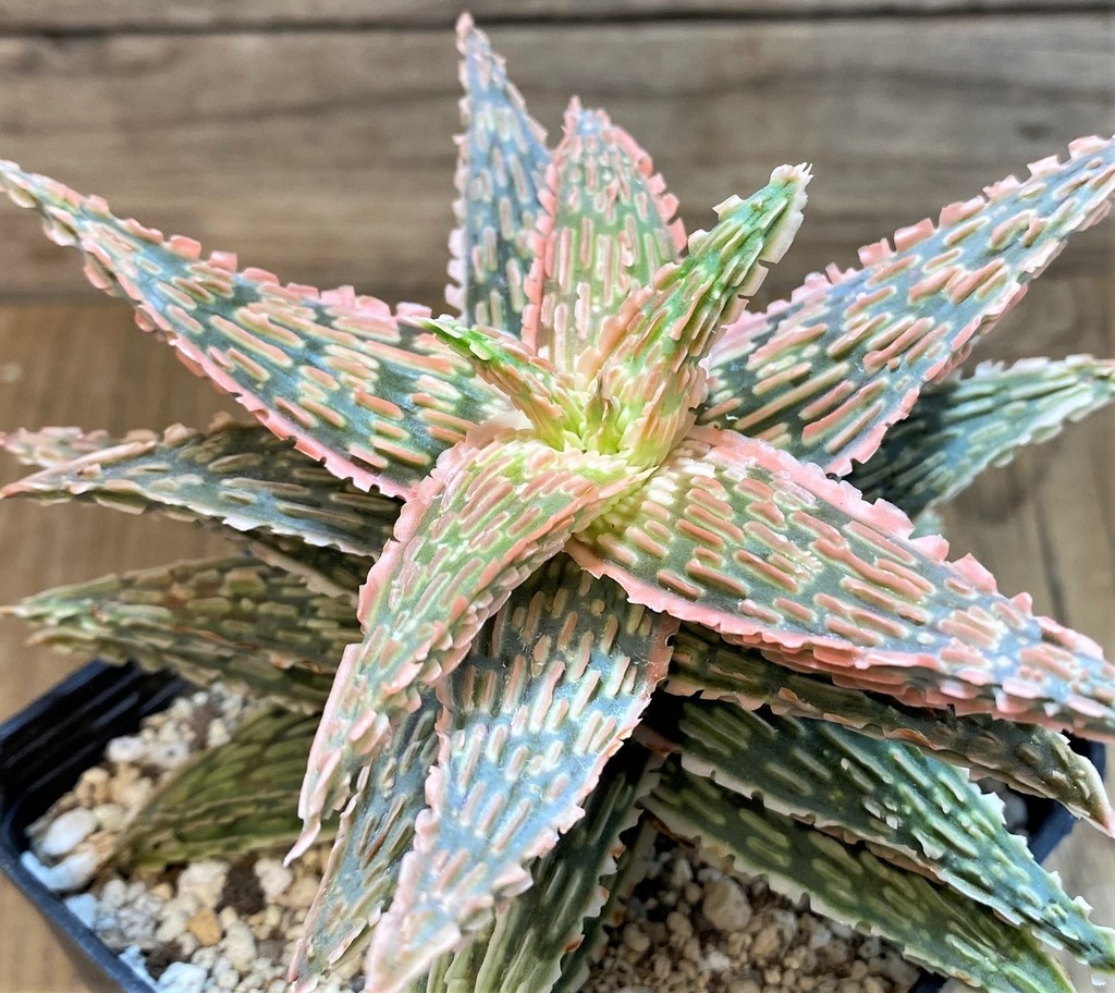 SH14685 Aloe TCT hybrid EN 54