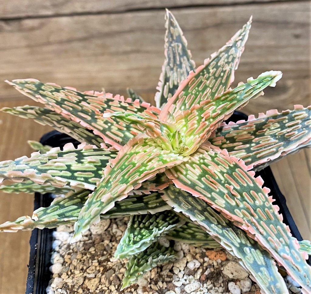 SH28195 Aloe TCT hybrid EN 54 - Image 2