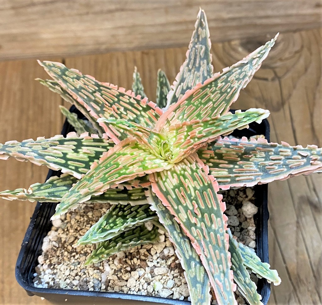 SH28195 Aloe TCT hybrid EN 54