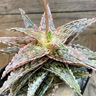 SH28196 Aloe TCT hybrid EN 54