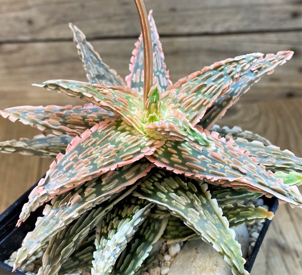 SH28196 Aloe TCT hybrid EN 54
