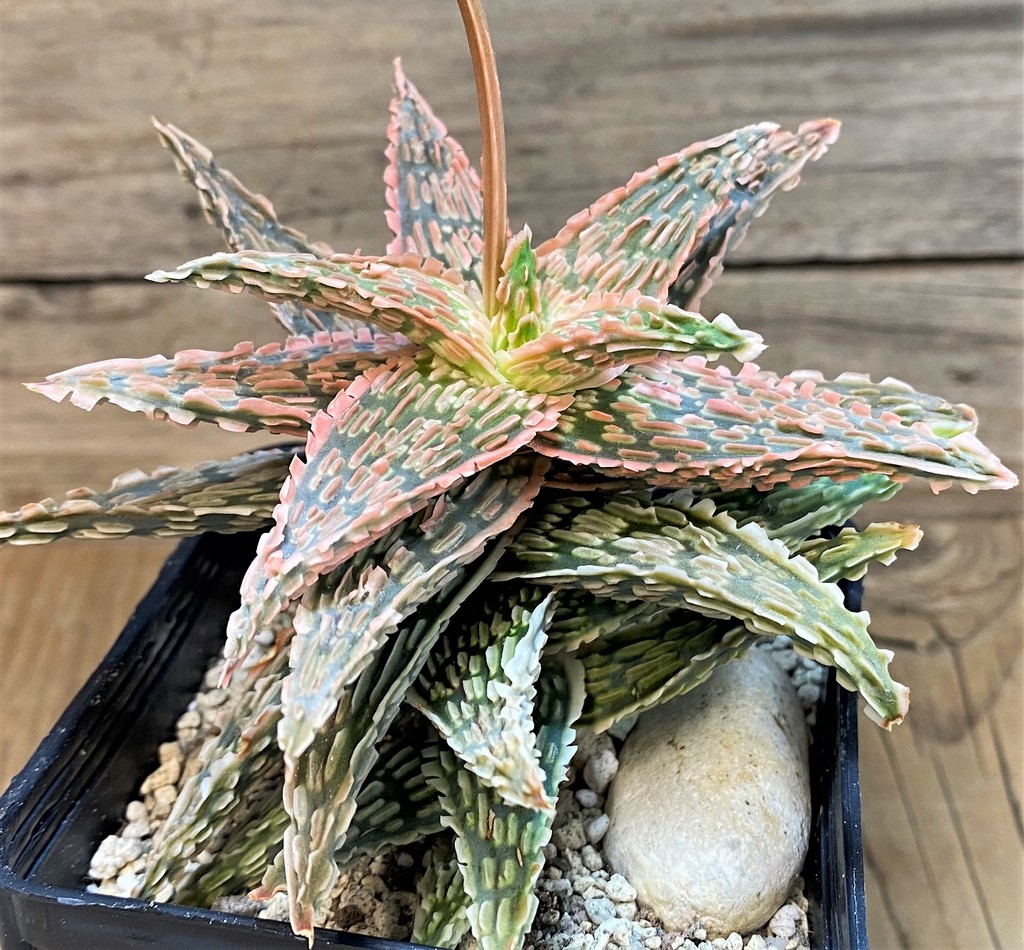 SH28196 Aloe TCT hybrid EN 54 - Image 2