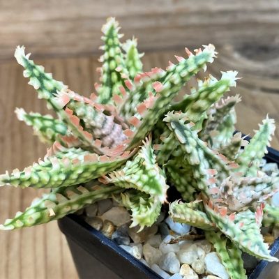 SH14219 Aloe hybrid TCT