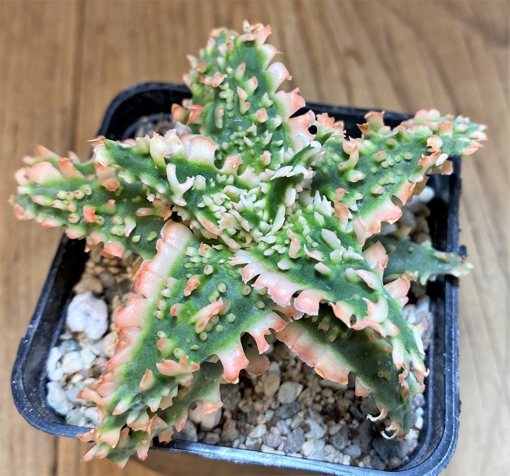 SH19876 Aloe TCT hybrid - Image 2