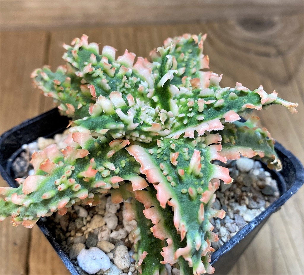 SH19876 Aloe TCT hybrid