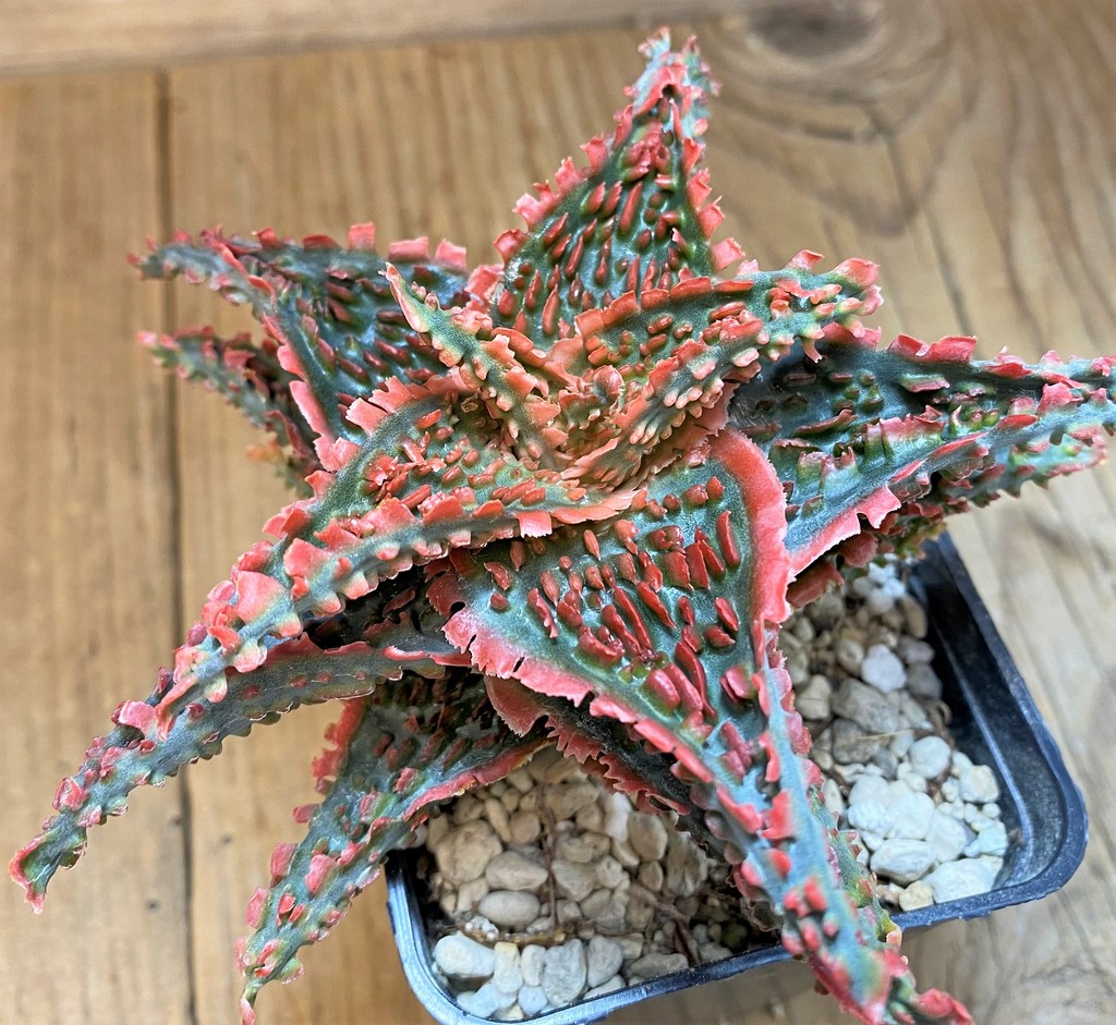 SH14235 Aloe TCT hybrid - Image 3