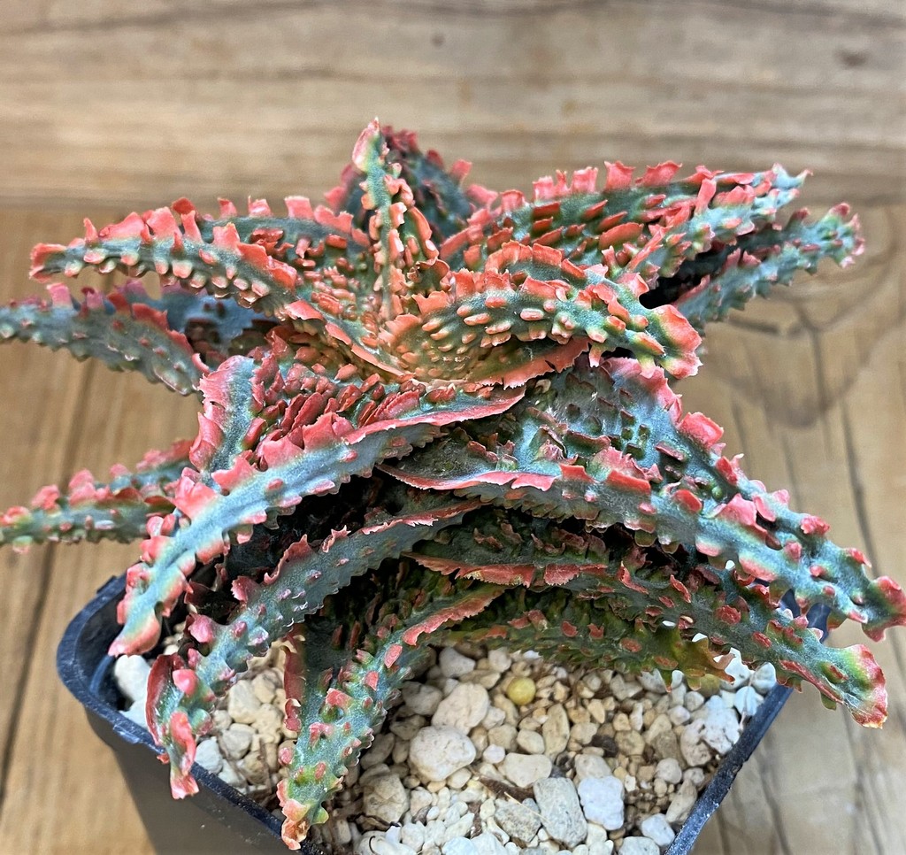 SH14235 Aloe TCT hybrid - Image 2