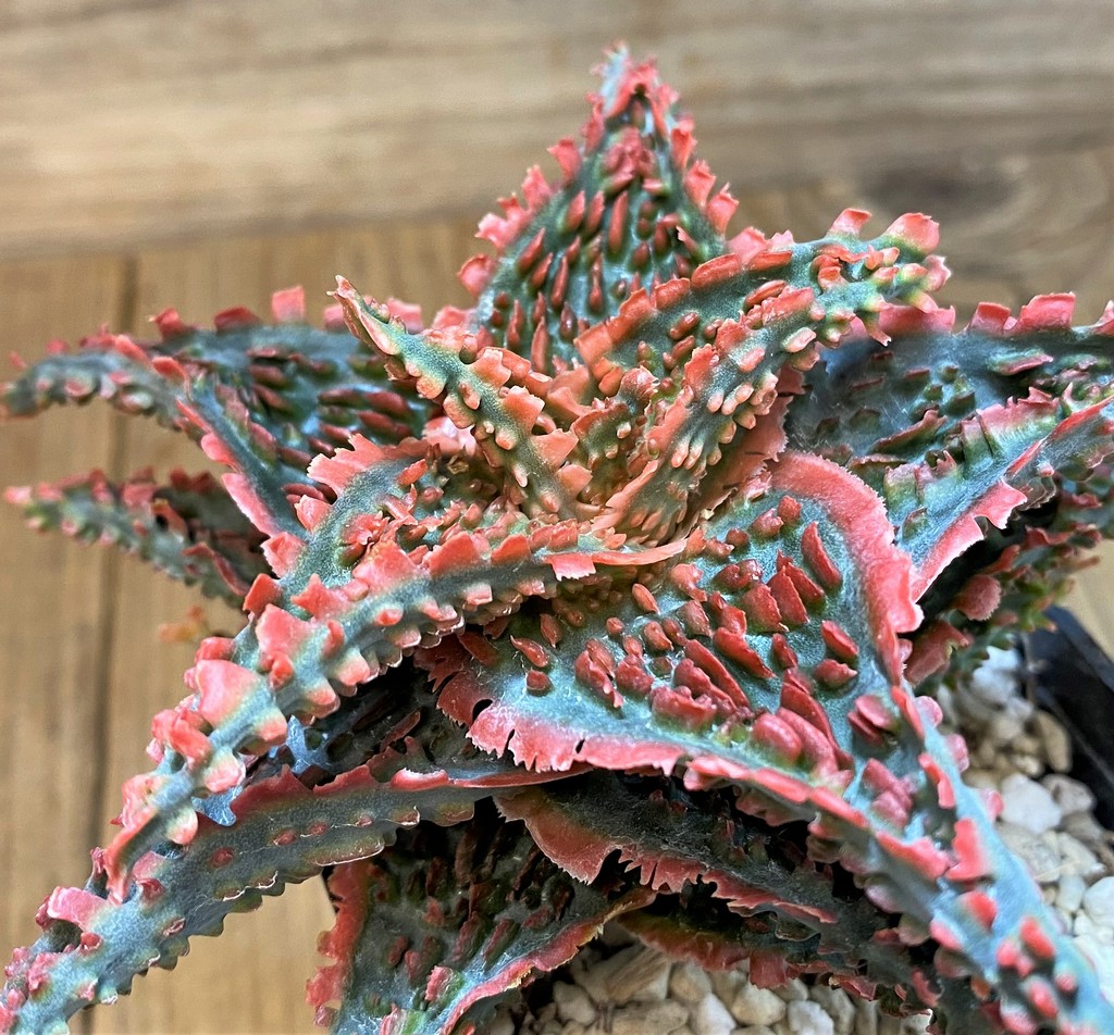 SH14235 Aloe TCT hybrid