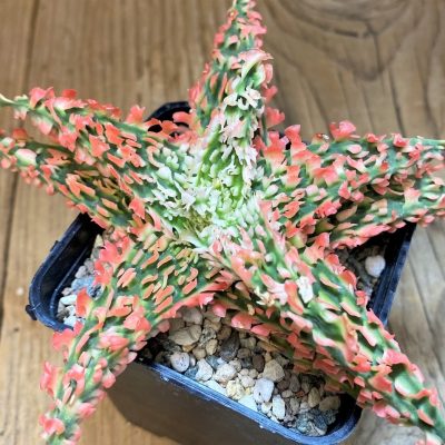 SH23713 Aloe TCT hybrid