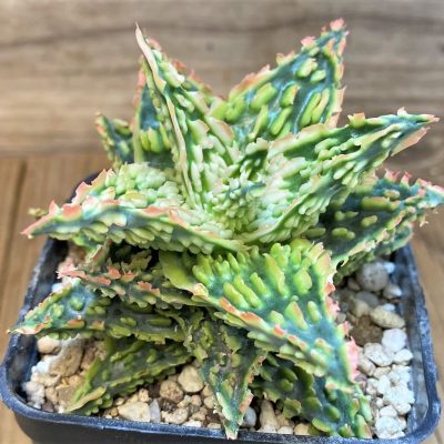 SH1677 Aloe TCT hybrid