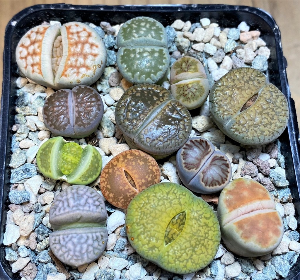 SH28422 Lithops mix