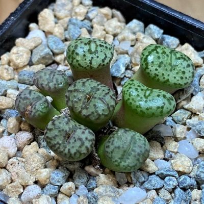 SH28373 Conophytum obcordellum