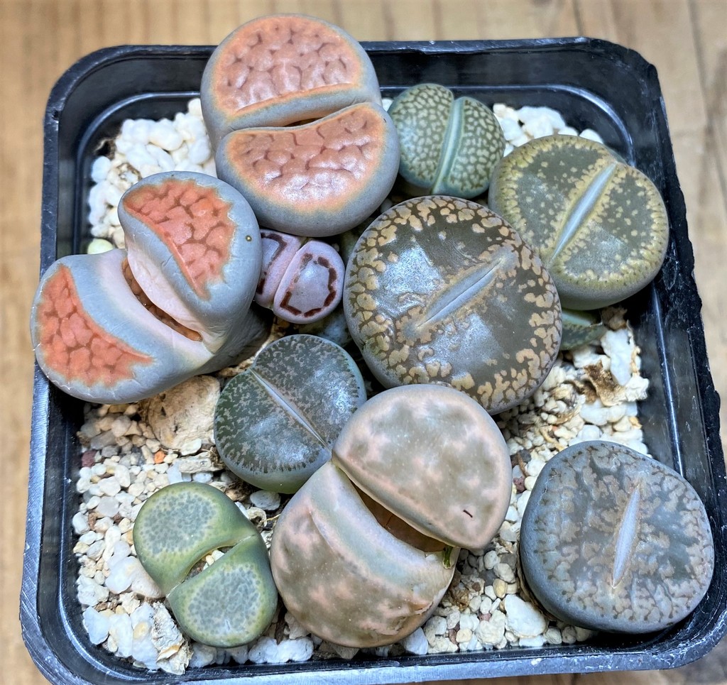 SH28423 Lithops mix