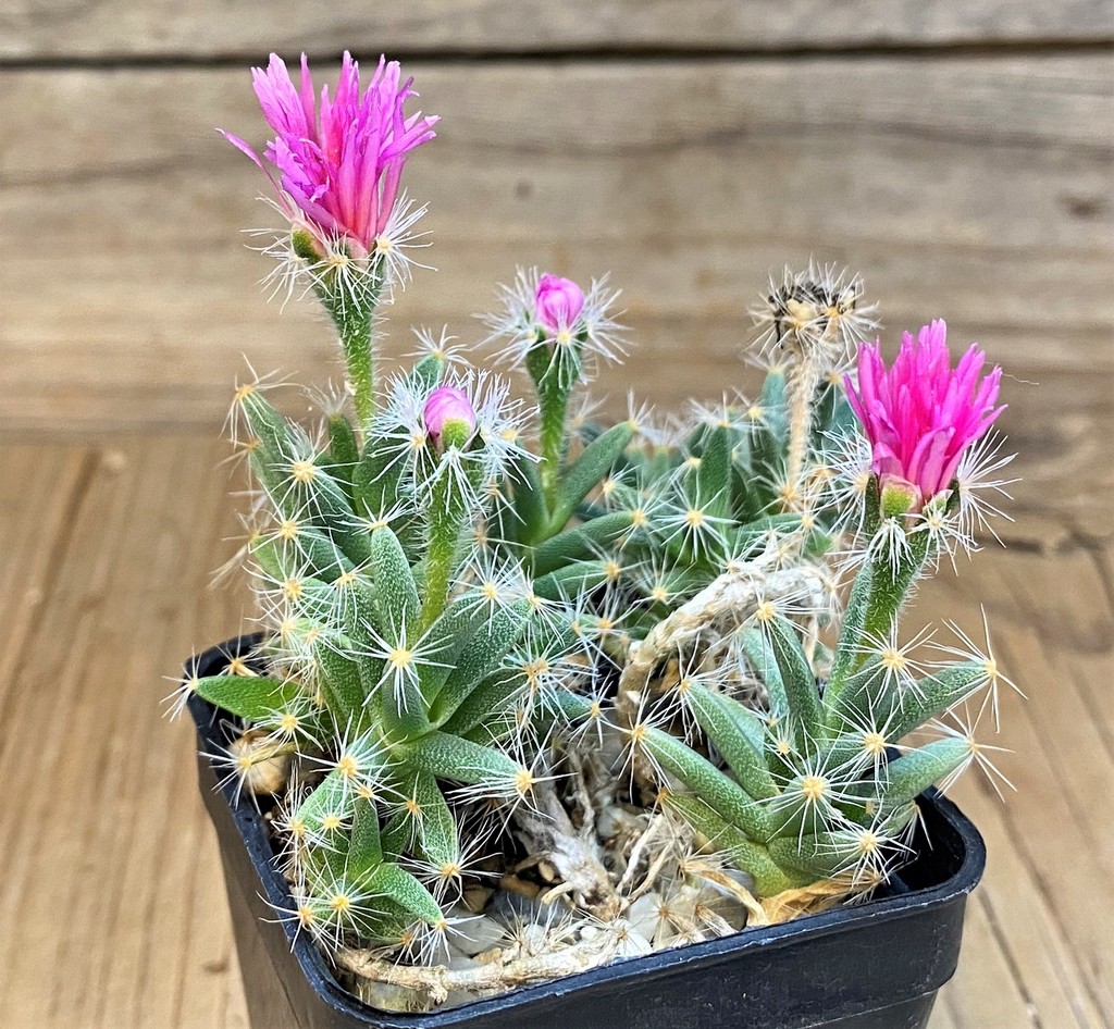 SH28426 Trichodiadema densum