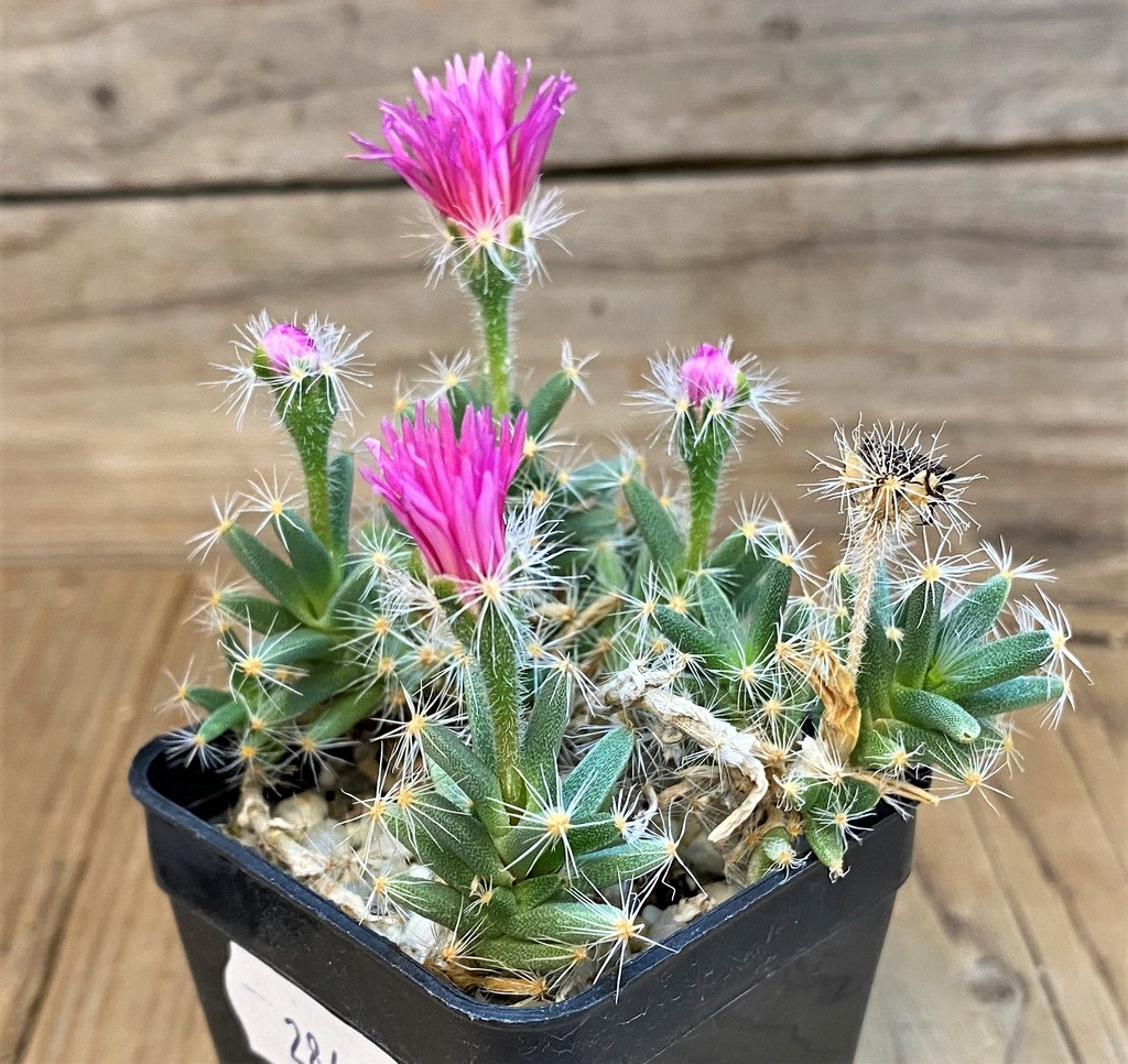SH28426 Trichodiadema densum - Image 2