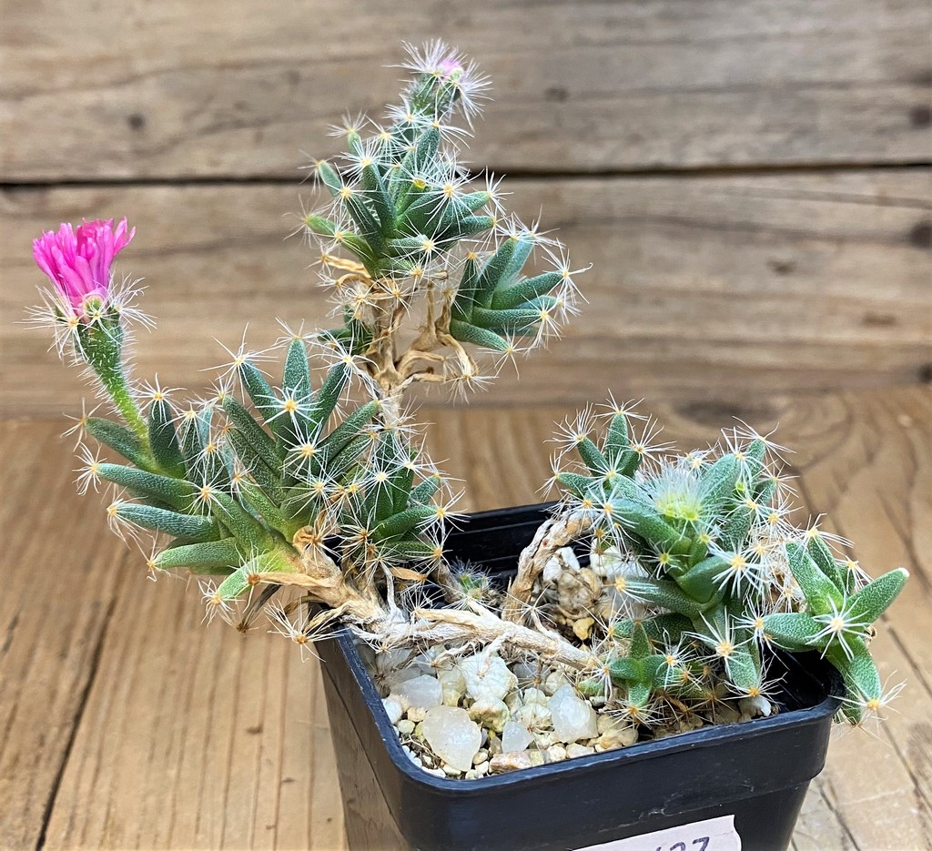 SH28427 Trichodiadema densum - Image 3