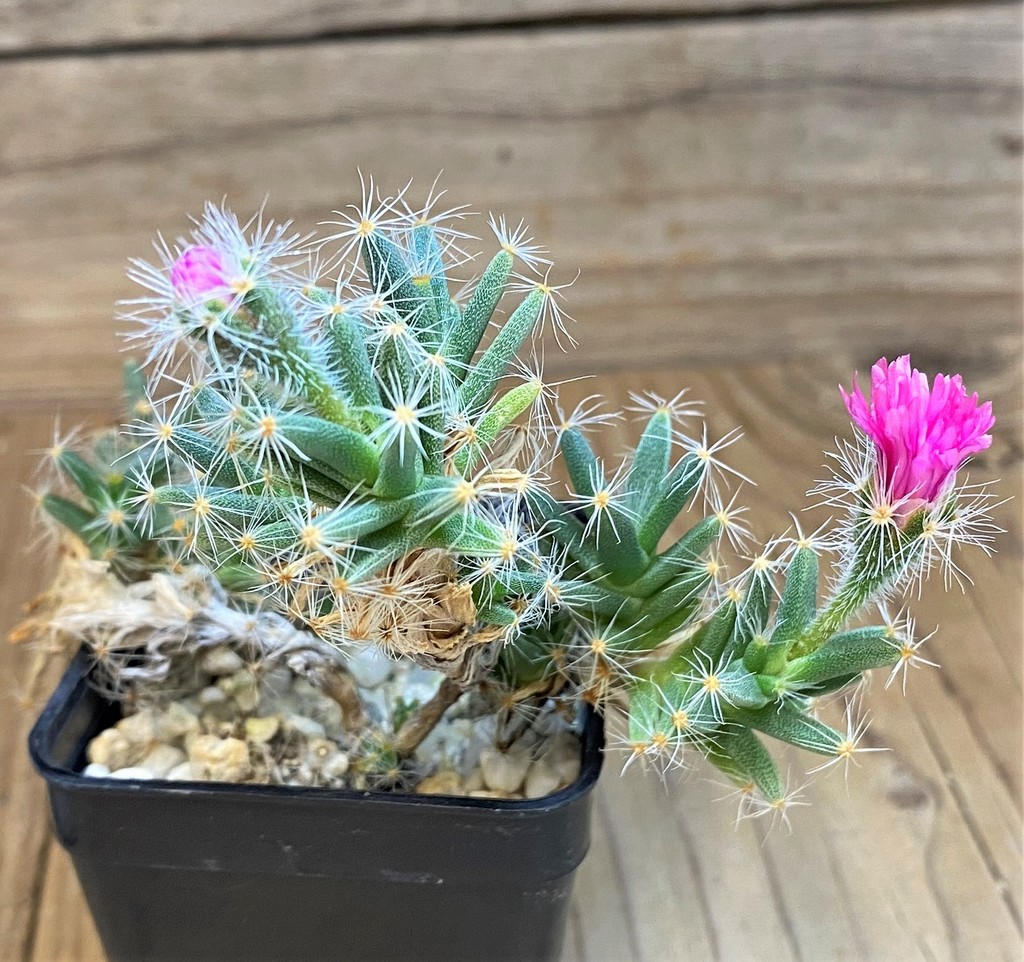 SH28427 Trichodiadema densum - Image 2