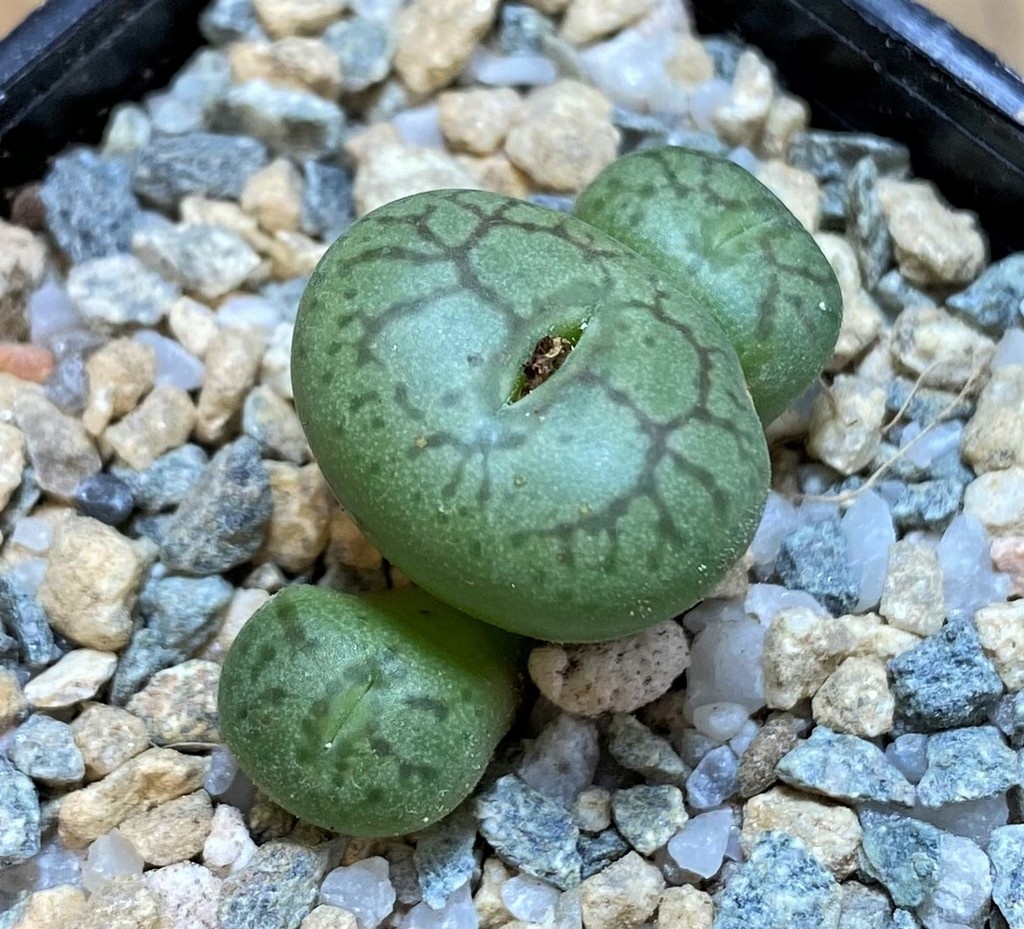 SH28374 Conophytum obcordellum