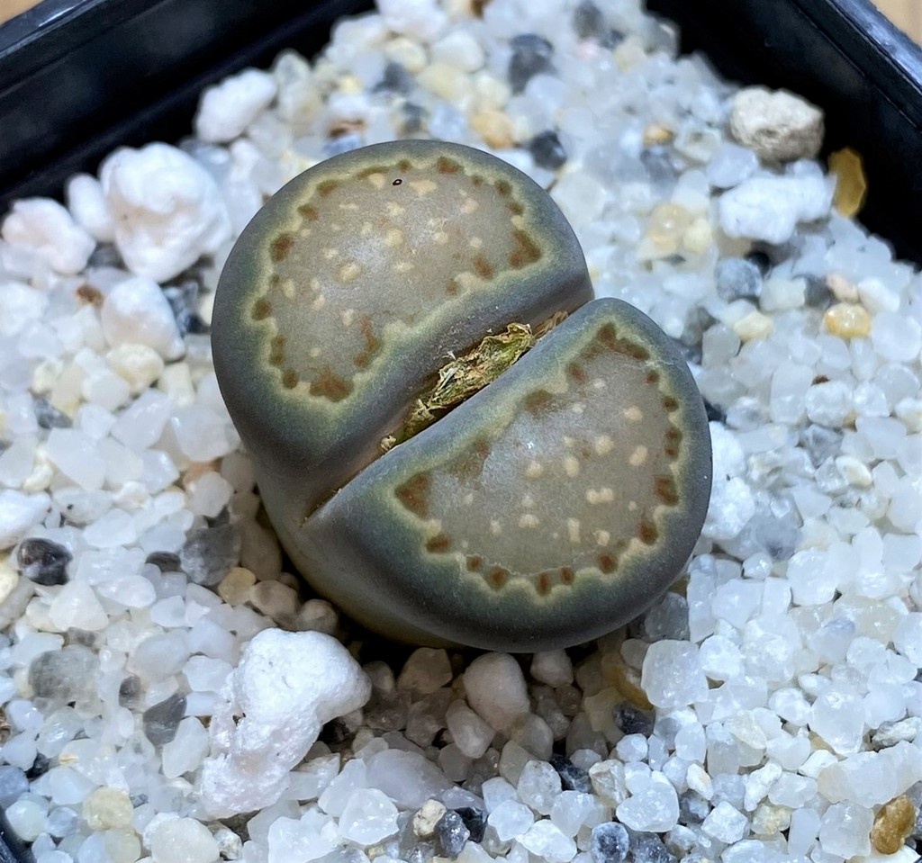 SH28377 Lithops hallii