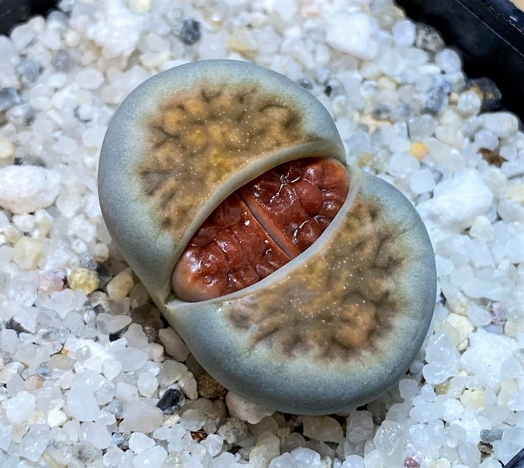 SH28381 Lithops karasmontana 'Lateritia'