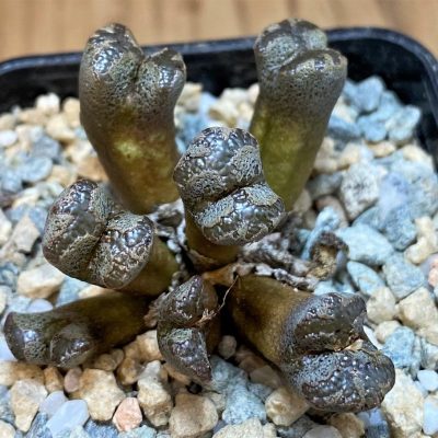 SH28369 Conophytum pellucidum