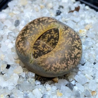 SH28384 Lithops lesliei
