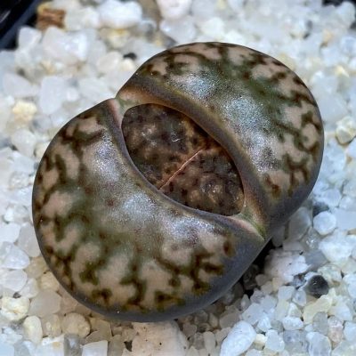 SH28385 Lithops bromfieldii v. insularis