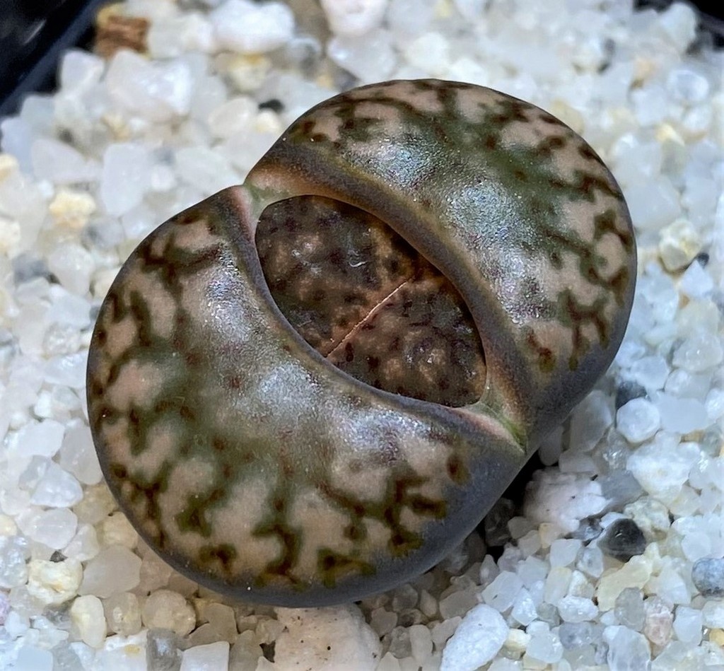 SH28385 Lithops bromfieldii v. insularis