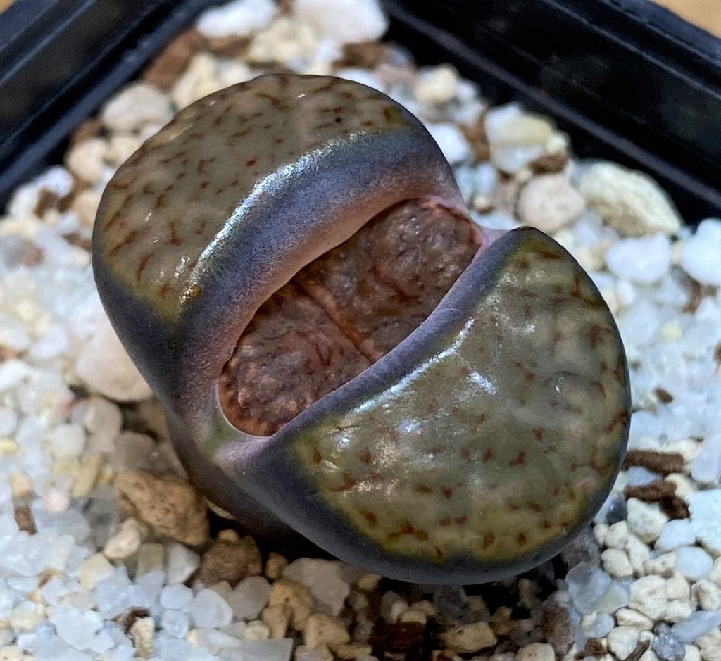 SH28386 Lithops bromfieldii v. insularis