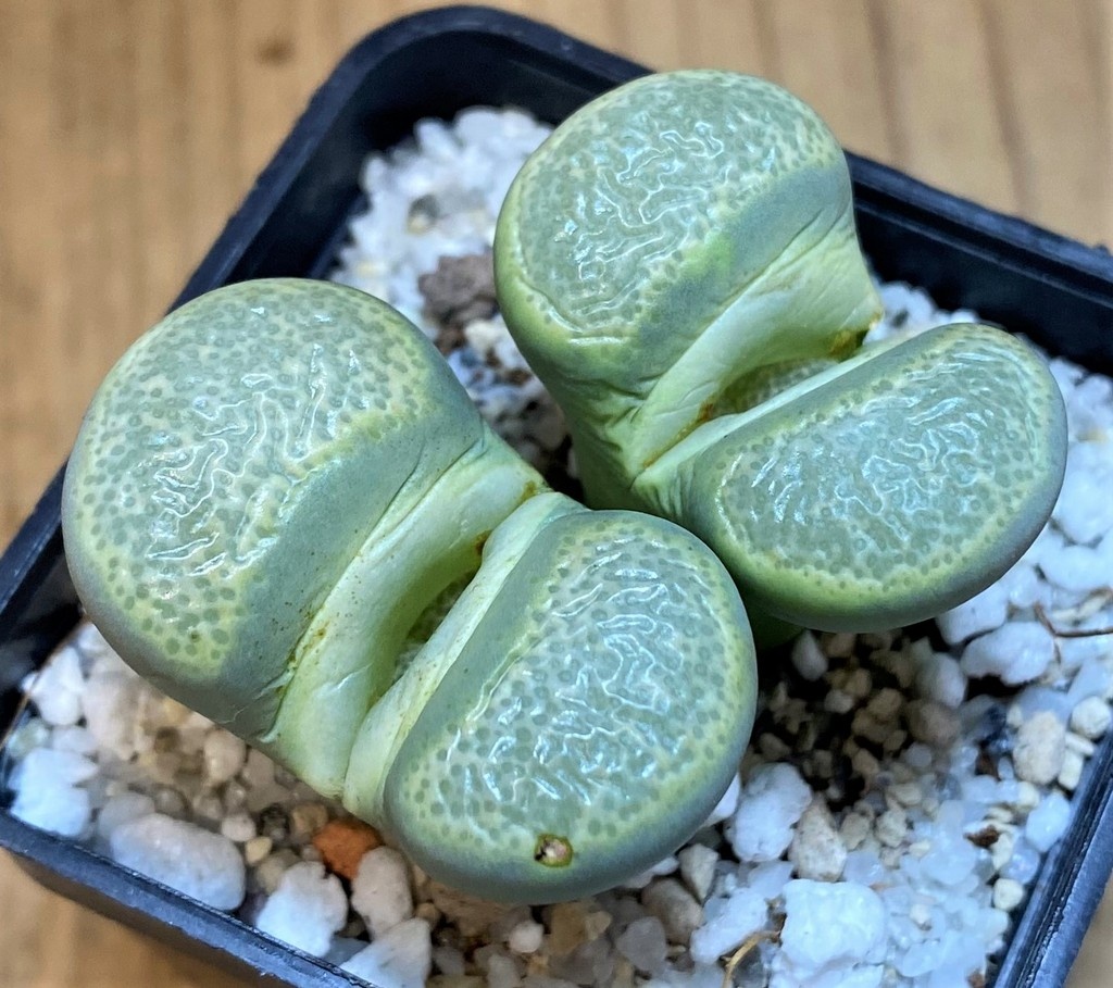 SH28387 Lithops terricolor C253