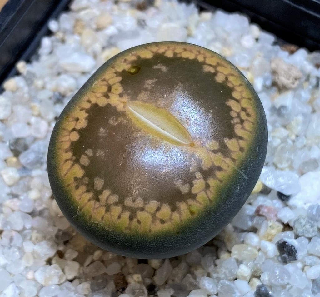 SH28388 Lithops aucampiae