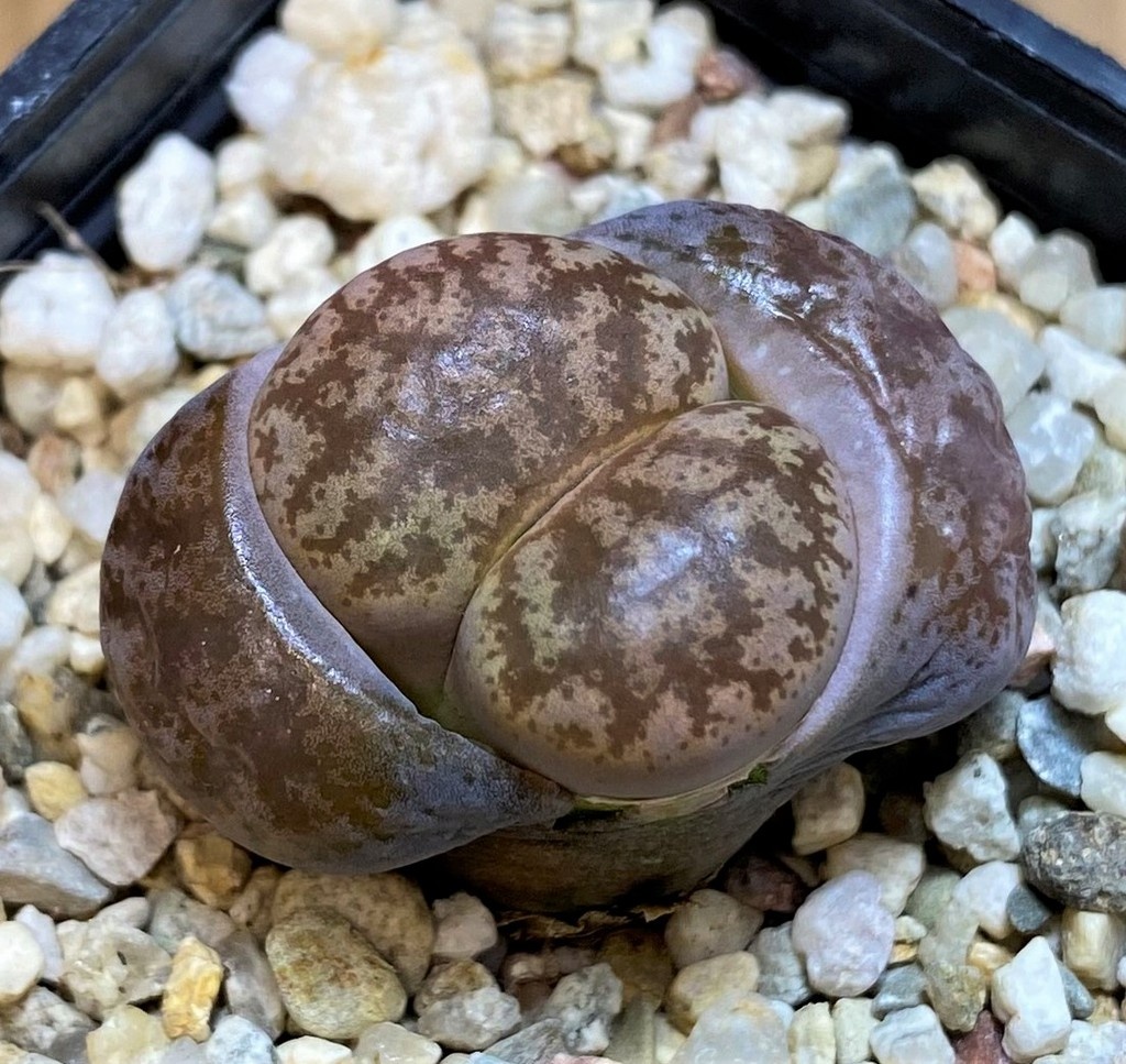 SH28390 Lithops coleorum