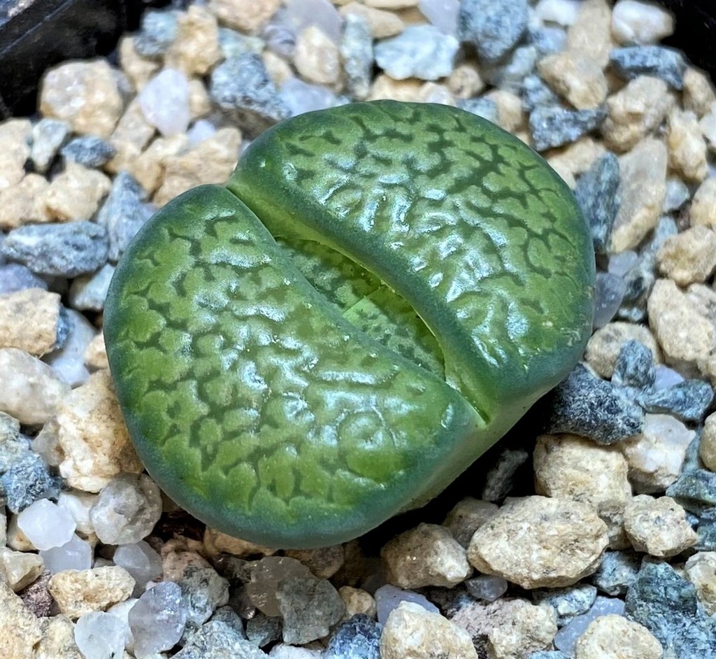 SH28392 Lithops hookeri v. dabneri 'Annarosa'