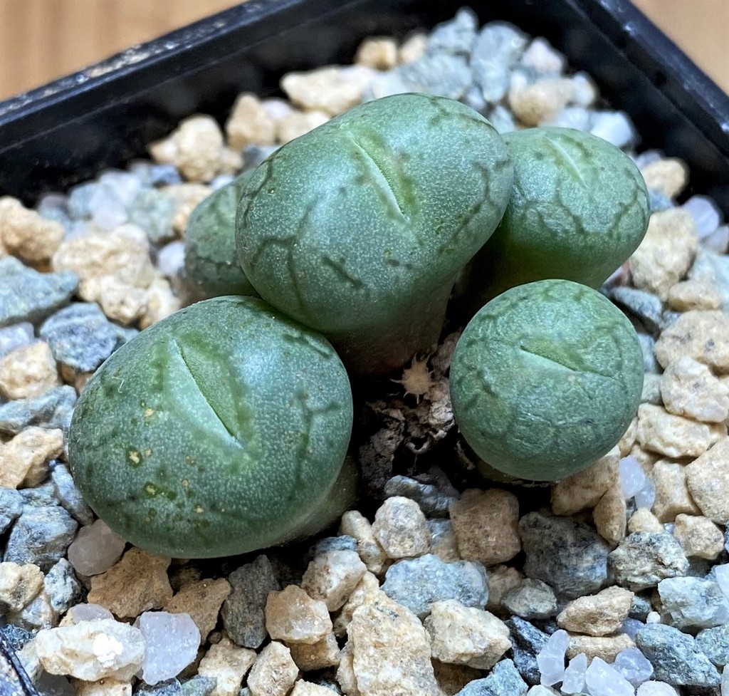 SH28370 Conophytum obcordellum