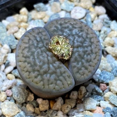 SH28393 Lithops hookeri v. dabneri