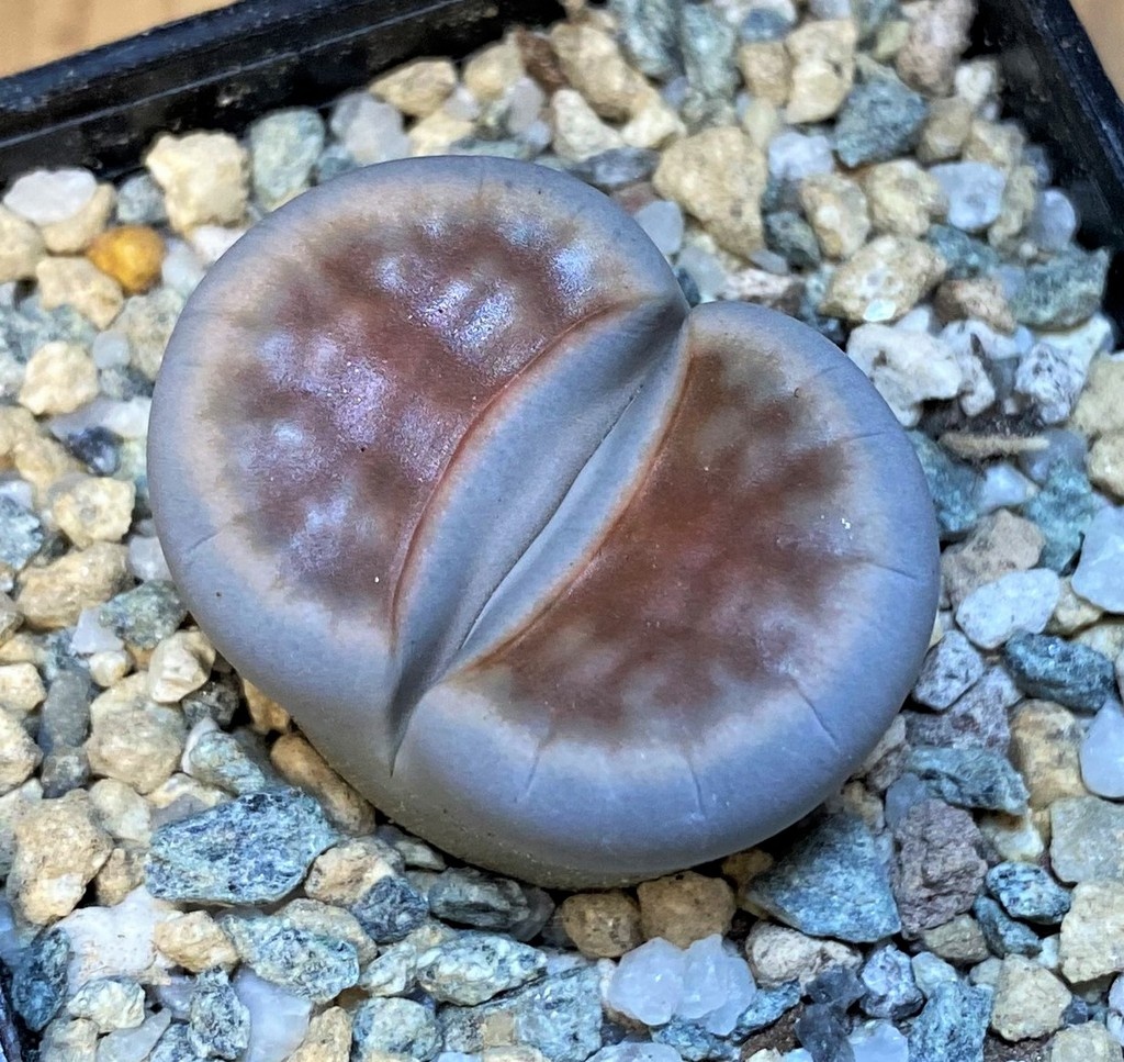 SH28394 Lithops karasmontana 'Lateritia'