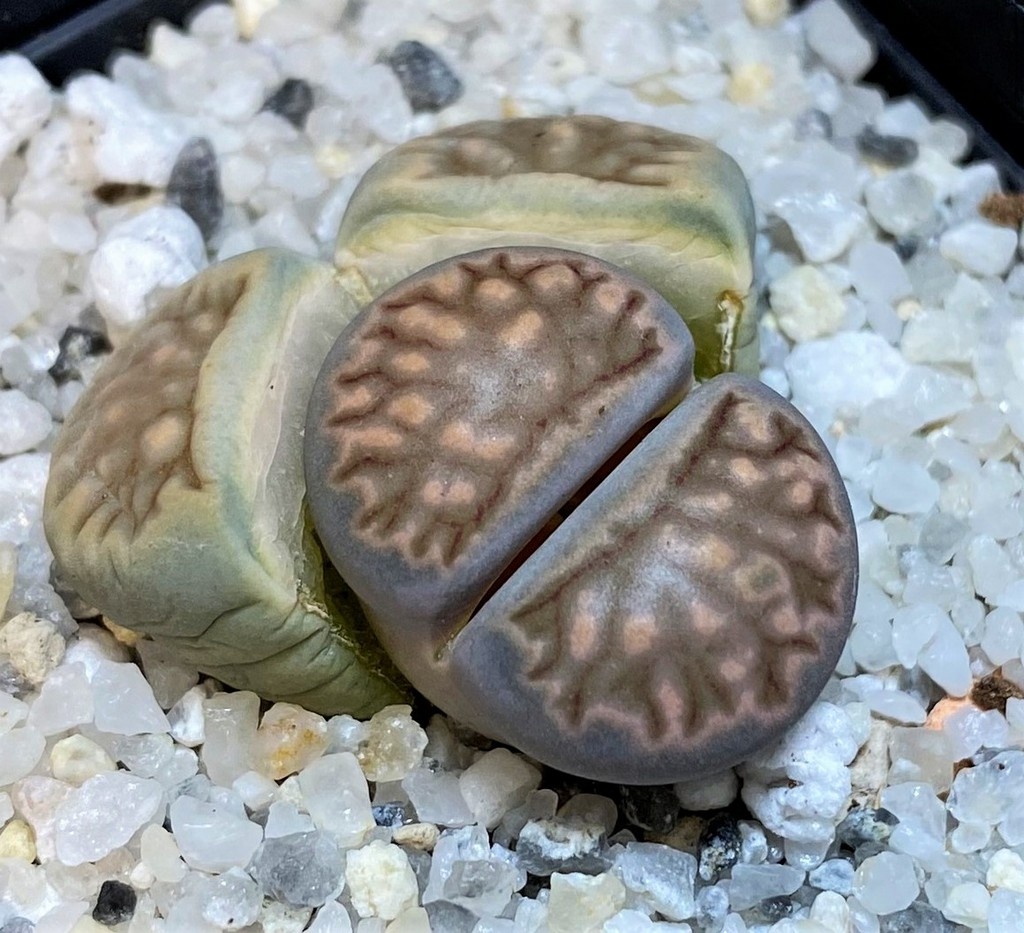 SH28395 Lithops julii ‘Kikushogiyoku’ hybrid
