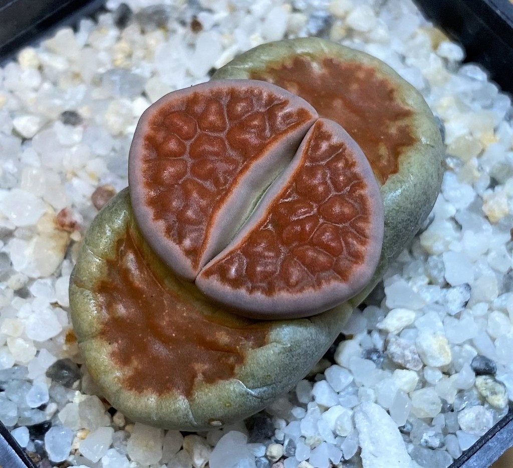 SH28396 Lithops karasmontana 'Top Red'