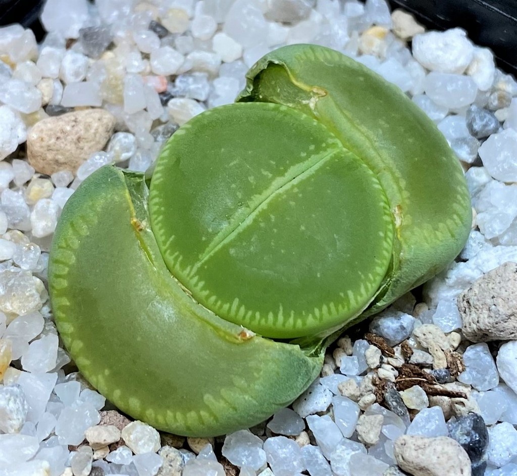 SH28398 Lithops aucampiae 'Betty's Beryl' x 'Jackson's Jade'