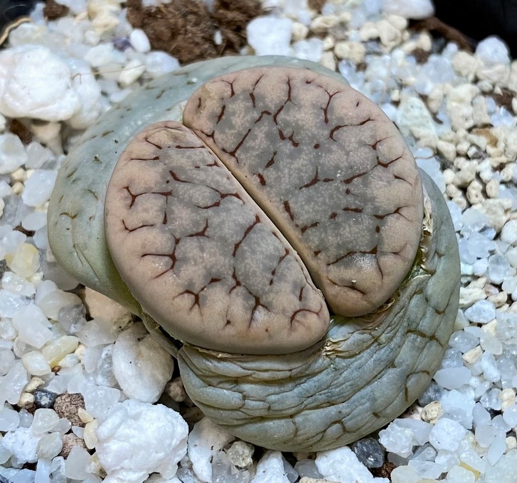 SH28399 Lithops gracilidelineata