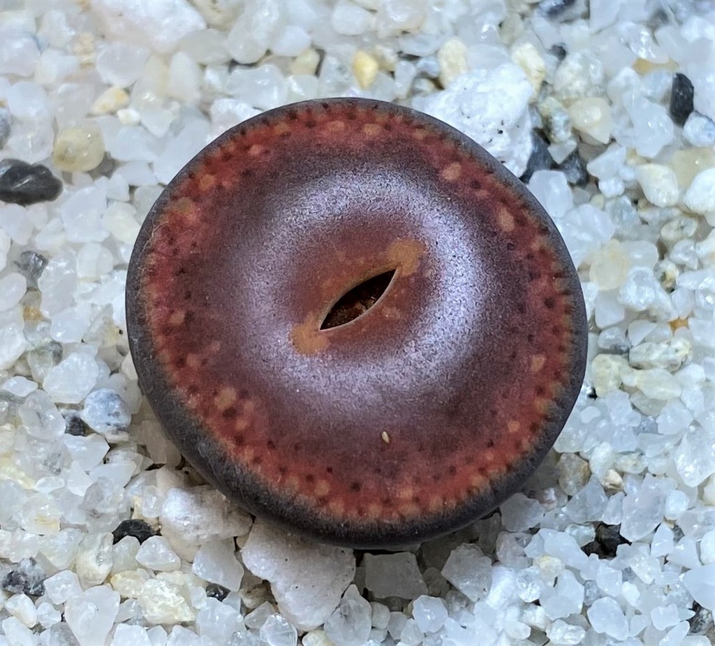 SH28401 Lithops aucampiae