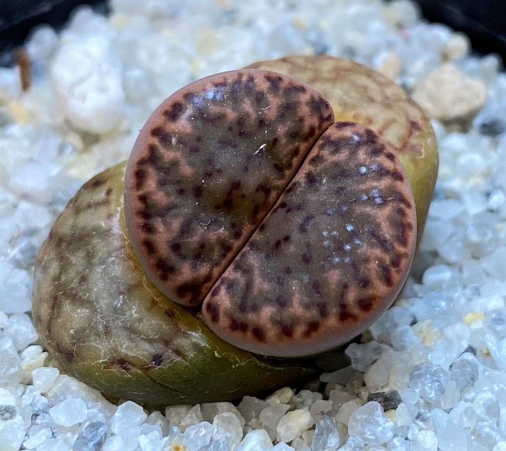 SH28402 Lithops bromfieldii v. insularis