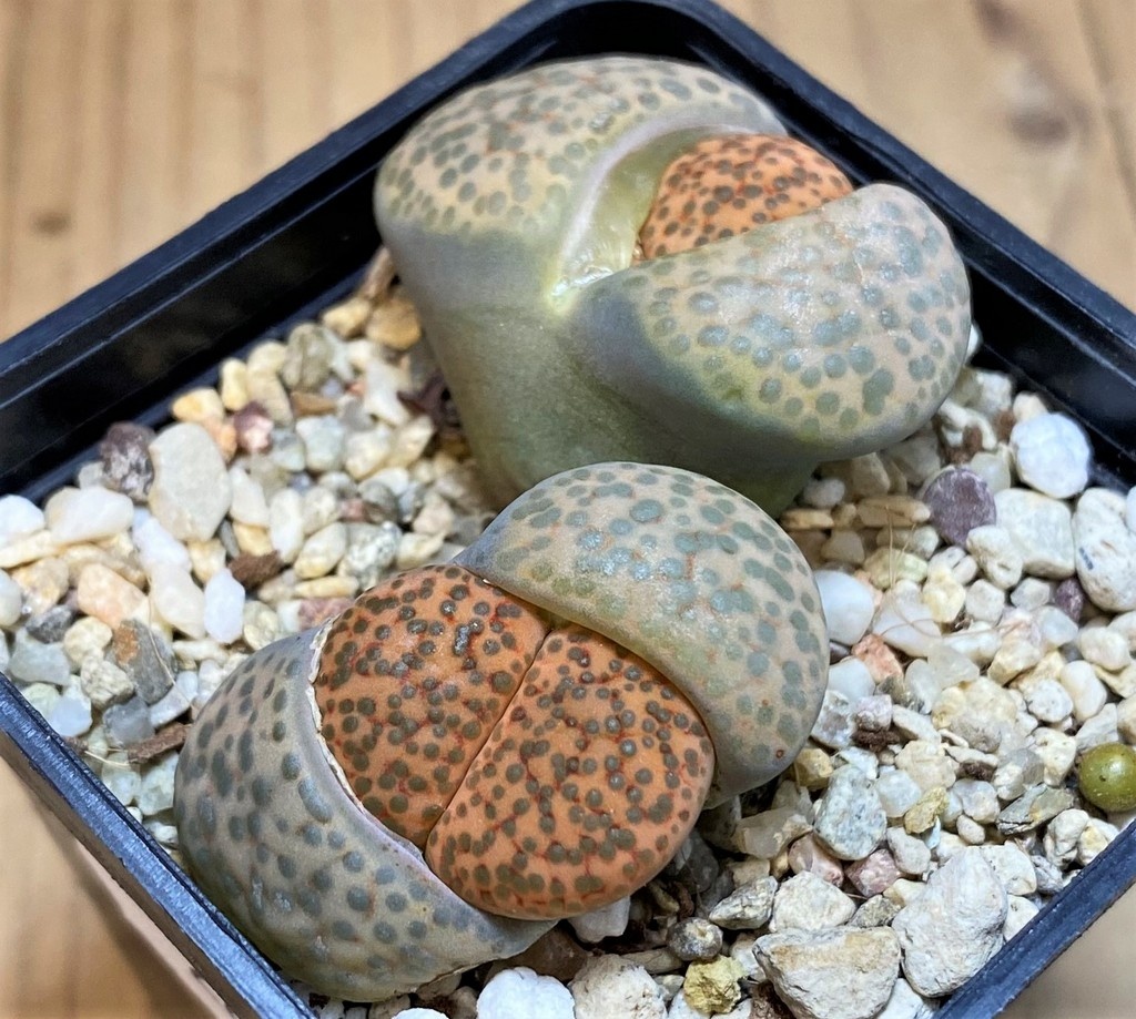 SH28407 Lithops fulviceps 'Big dots'