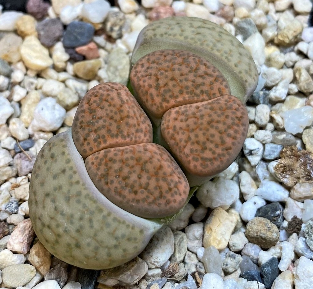 SH28408 Lithops fulviceps C220