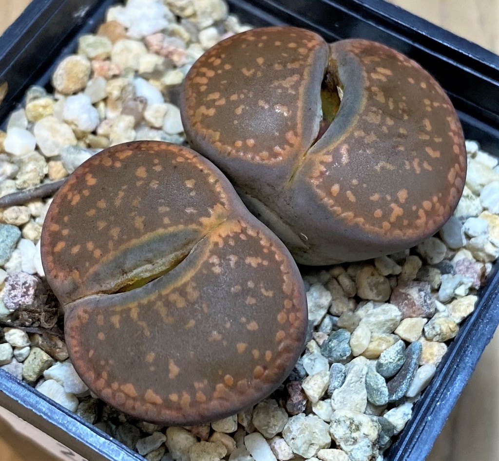 SH28409 Lithops aucampiae